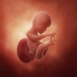 ᐅ 25 Ssw Schwangerschaftswoche Alle Infos Grosse Entwicklung