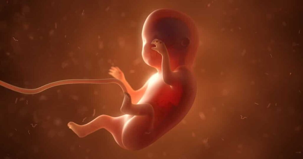 embryo-foetus
