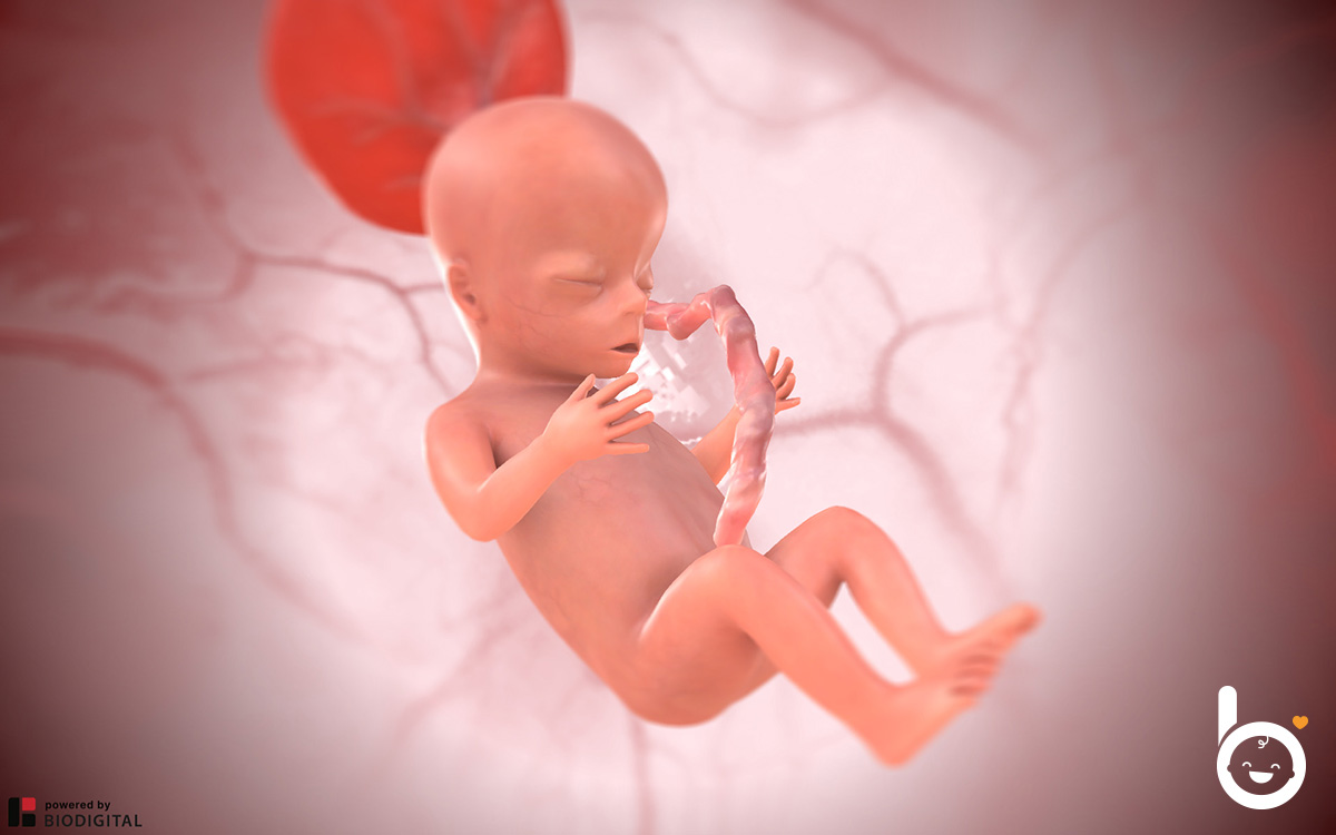 Das Baby in der 14. SSW in 3D