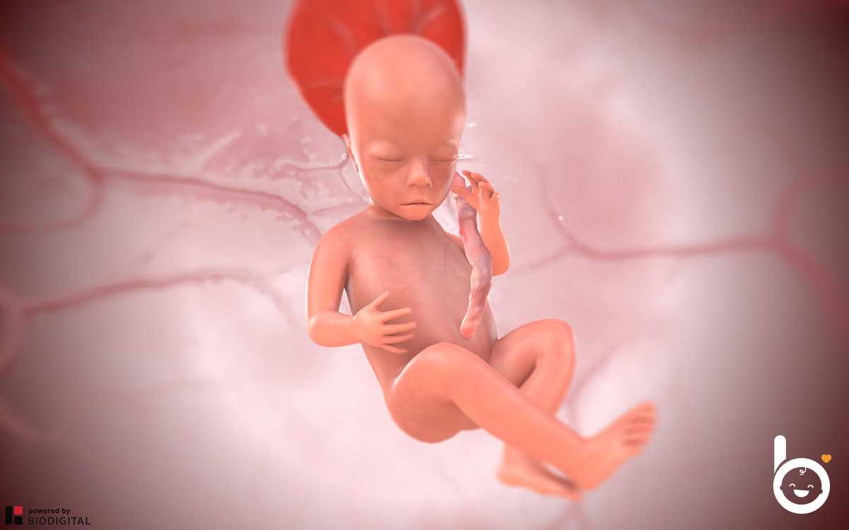 Das Baby in der 17. SSW in 3D