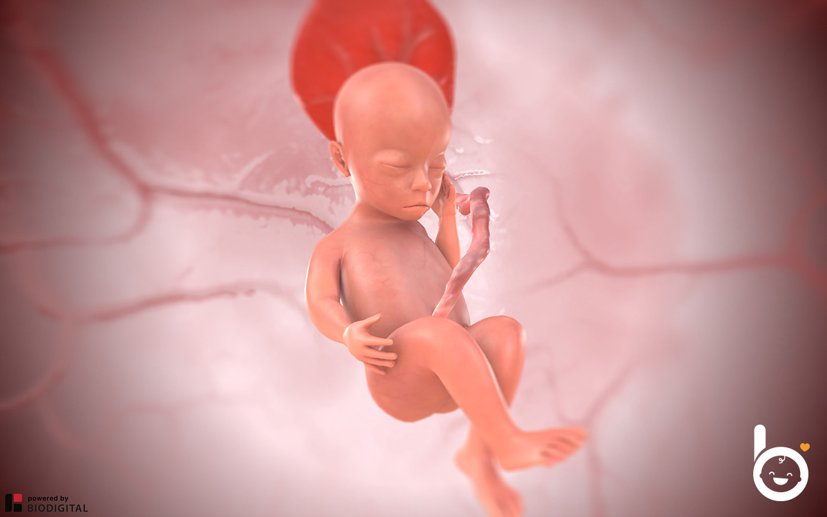 Das Baby in der 20. SSW in 3D