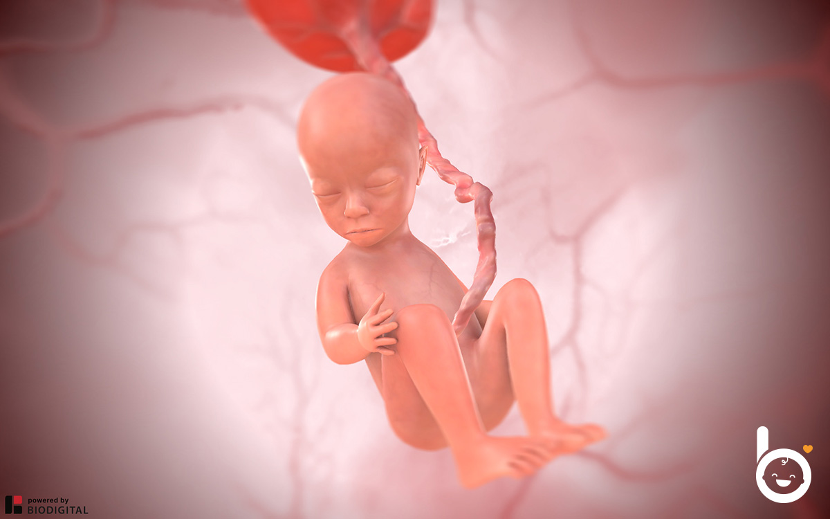 Das Baby in der 21. SSW in 3D