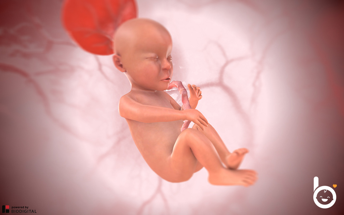 Das Baby in der 24. SSW in 3D