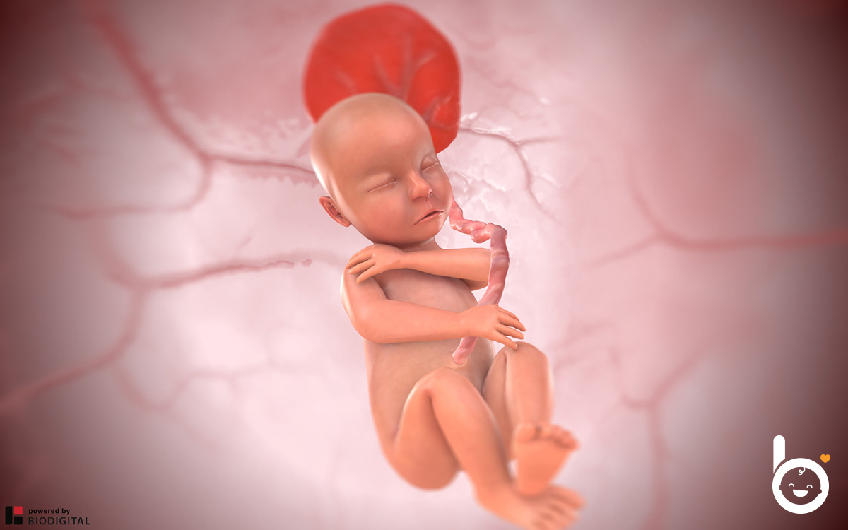 Das Baby in der 26. SSW in 3D