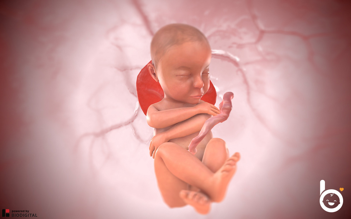 Das Baby in der 34. SSW in 3D