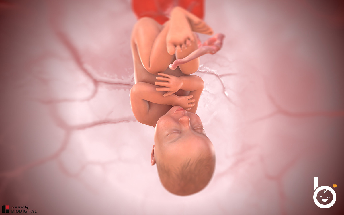 Das Baby in der 41. SSW in 3D