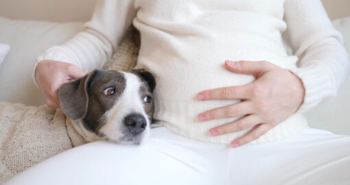 Spüren Hund und Katzen eine Schwangerschaft beim Menschen?
