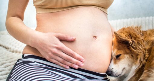 Leben mit Haustieren schuetzt schon im Mutterleib vor Allergien 2 - Leben mit Haustieren schützt schon im Mutterleib vor Allergien